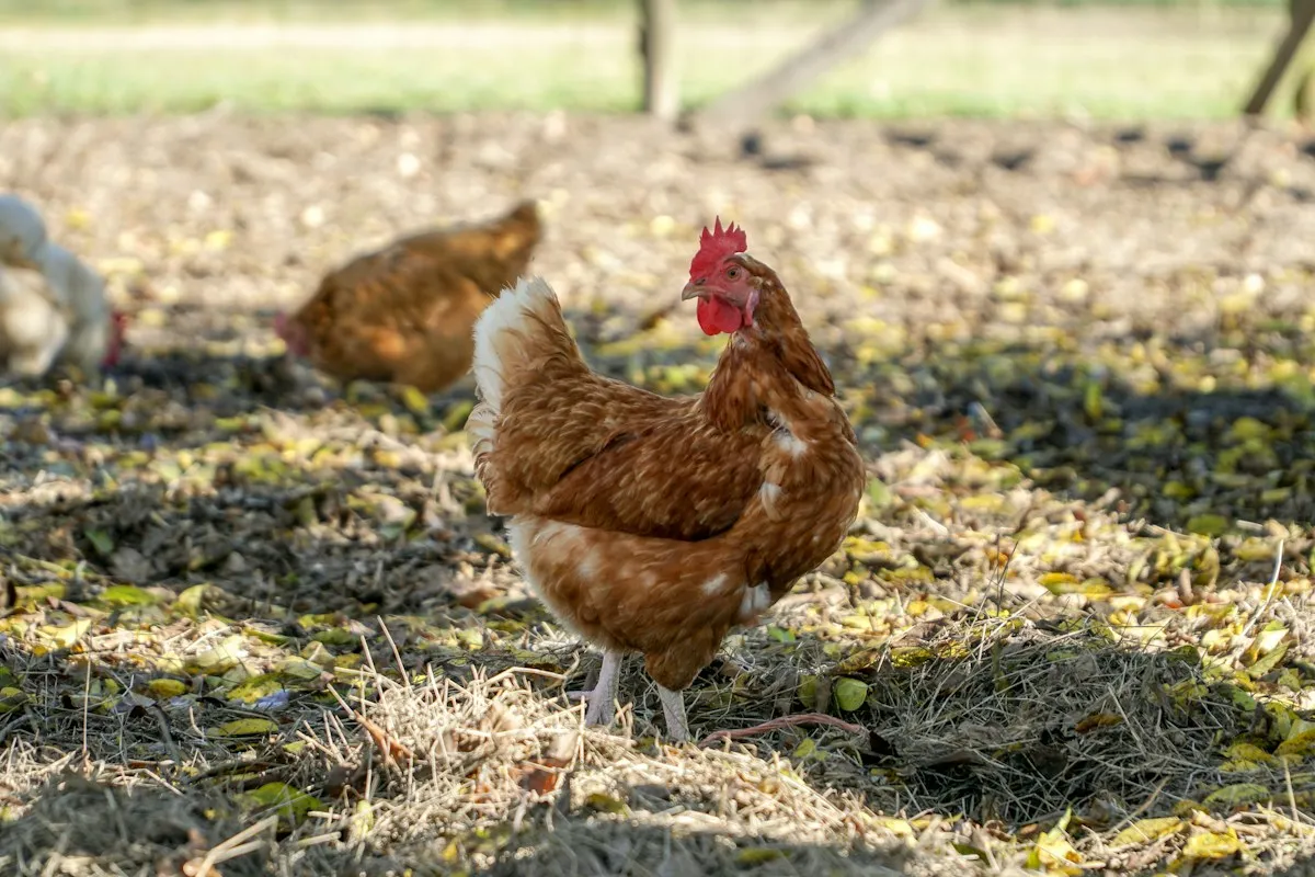 Brown hen in a farmyard